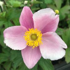 Anemone hupehensis september gebraucht kaufen  Hannover