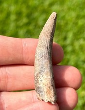 GRANDE fóssil de dente de dinossauro Suchomimus do Níger 2,14” parente de espinossauro, usado comprar usado  Enviando para Brazil