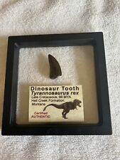 Authentic rex tooth for sale  Pickerington