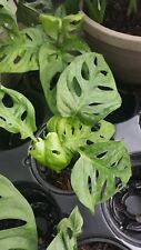 Monstera adansonii swiss for sale  Homestead
