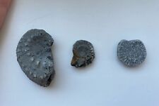 Three ammonite fossils for sale  PORT TALBOT