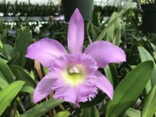 Bc. groganiae kal for sale  Linwood
