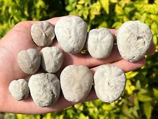 Texas fossil echinoids for sale  Coppell