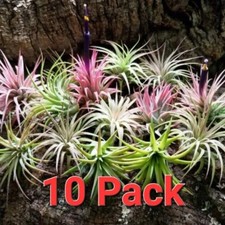 Small ionantha rubra for sale  Rio Rico