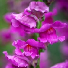 Pick mix snapdragon for sale  LONDON