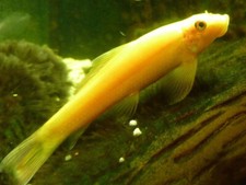 Gold chinese algae for sale  Marysville