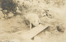 Rppc postcard pig for sale  Redding