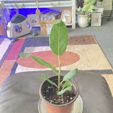 Plant for sale  North Dartmouth