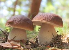 Mycélium cèpes kit d'occasion  Clermont-Ferrand-