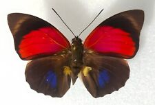 Agrias claudina ssp. d'occasion  Paris XI