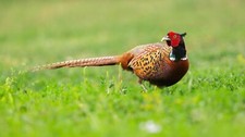 Ringneck pheasant eggs for sale  ROTHERHAM