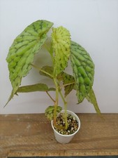 Begonia u038 plant for sale  Lexington