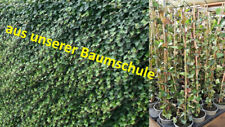 Hedera hibernica 100 gebraucht kaufen  Saterland