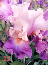 Schwertlilie iris barbata gebraucht kaufen  Saalfeld/Saale