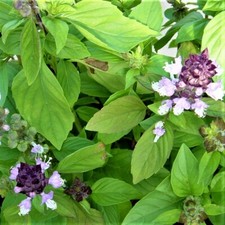 Albahaca de canela NO OGM - Paquete de 500 semillas - Tiene un aroma y sabor picante y fragante segunda mano  Embacar hacia Mexico
