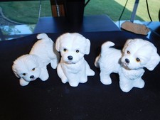 maltese purebred for sale maltese purebred for sale North Royalton