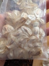 welwitschia for sale welwitschia for sale NOTTINGHAM
