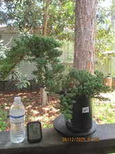 Specimen bonsai tree for sale  Gainesville