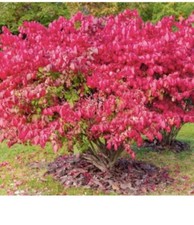 Dwarf burning bush for sale  Marshalls Creek