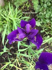 Iris sibirica imperial for sale  NEWCASTLE UPON TYNE