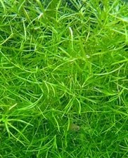 Guppy grass easy for sale  SWANSEA