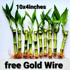 Lucky bamboo live for sale  Sugar Land