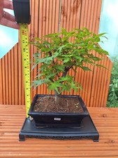 30cm deshojo maple for sale  PETERBOROUGH