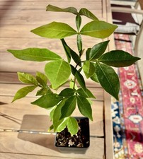 Ice cream bean for sale  Riverview