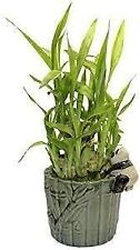 Lucky bamboo plant for sale  Menifee