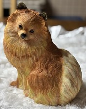 pomeranian males for sale pomeranian males for sale Herrin