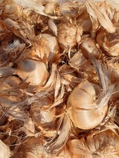 Bulbi zafferano grandi usato  Mirabella Eclano