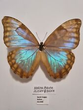 Schmetterling morpho selten gebraucht kaufen  Frankfurt am Main