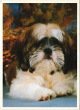 Cpa shih tzu d'occasion  Expédié en France