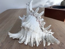 Large sea shell for sale  BRISTOL