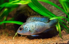 Electric blue acara for sale  De Leon Springs