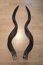 Kudu horn afrika gebraucht kaufen  Engelskirchen