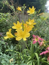 Hemerocallis rundblick gebraucht kaufen  Haag