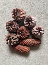 Large pine cones for sale  LEATHERHEAD
