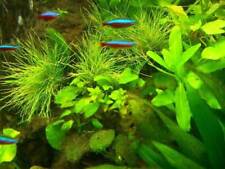 Aquariumset xxl 500 gebraucht kaufen  Nünchritz