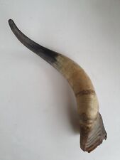 Schön geformtes horn gebraucht kaufen  Hochspeyer