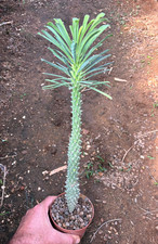 Euphorbia clandestina succulen usato Euphorbia clandestina succulen usato  Menfi