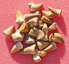 Twenty five mosasaur for sale  Scottsdale