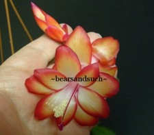 Schlumbergera samba brazil for sale  Lawrence