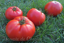 Graines tomate rare d'occasion  Poisy