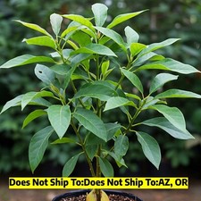 Fantastic avocado tree for sale  Vero Beach
