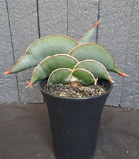 Sansevieria cv. banana usato  Casatenovo
