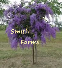 Seeds purple sand for sale  Spring City