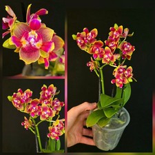 Mini phalaenopsis miki for sale  NOTTINGHAM