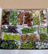 Rockery garden sedum for sale  LONDON