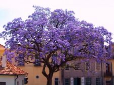 Paulownia tomentosa 000 for sale  HAYLE